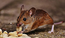 24 Hour & Emergency Exterminators in Doolie, NC